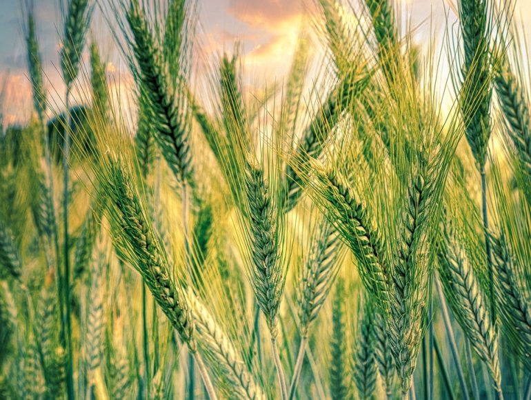 cereals-6372410_1280 Agriculture